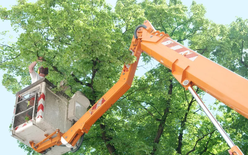 boom truck trimming tree in Danville VA