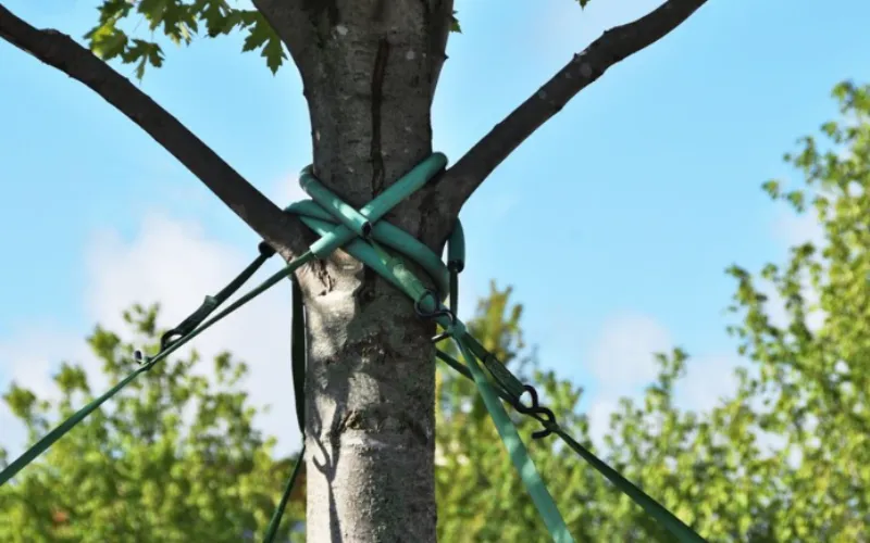 cabling and bracing tree services in Danville VA