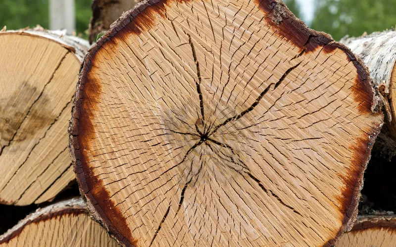 cross section of cut tree in Danville VA