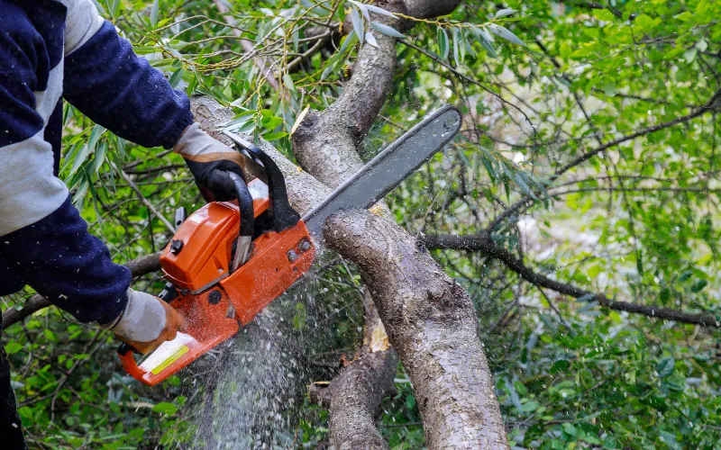 tree trimming with chainsaw in Danville VA